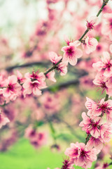 Blooming tree branch in spring with blured background