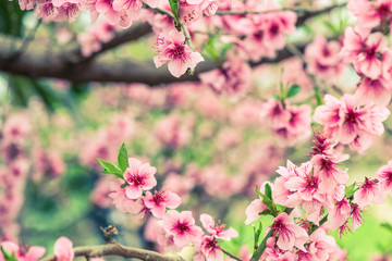 Blooming tree branch in spring with blurred background