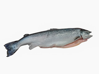 Whole Salmon