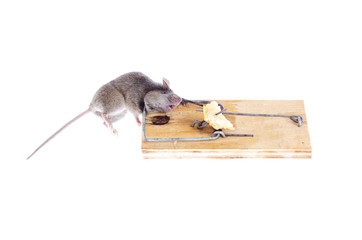 dead home gray mouse in a mousetrap on a white background