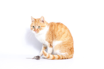 red pet cat playing with a gray mouse on a white background