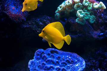 Yellow tropical fish in an aquarium. Fish on the bottom.