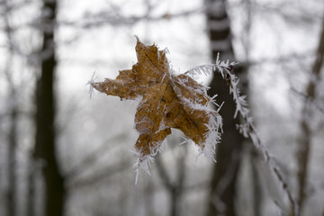 Verwelktes Blatt mit Raureif an einem eiskalten Tag im Winter