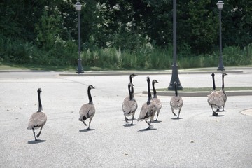Geese on Parking Lot