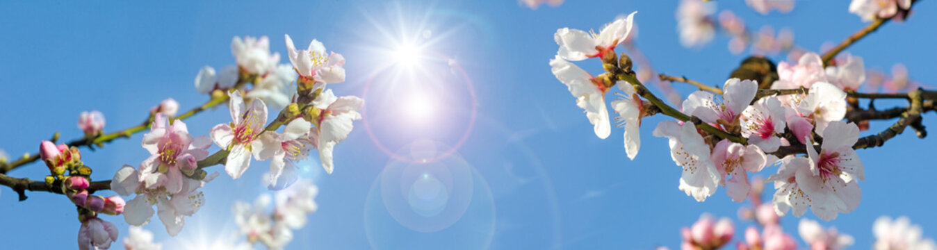 Glückwunsch, alles Liebe: Verträumte Kirschblüten  vor blauem Frühlingshimmel :)