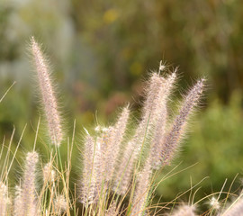 Obraz premium Lampenputzergras - Pennisetum 