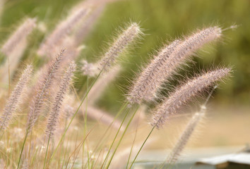 Fototapeta premium Afrikanisches Lampenputzergras