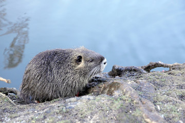 little nutria