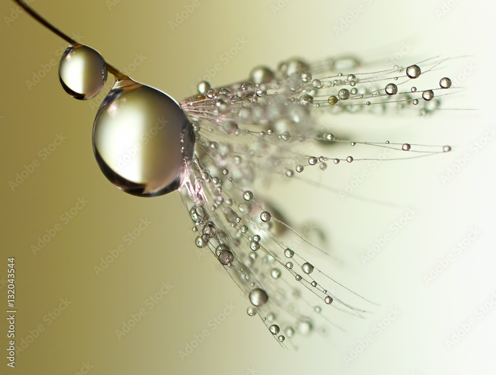 Aufkleber Dandelion with drops of dew in a gold color. Beautiful golden dandelion with water drops. Dandelion seed with dew on a beautiful golden background.