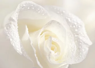 Poster de jardin Roses Beautiful white rose in dew drops close-up macro soft focus spring outdoor on a soft blurred white background. Floral background desktop wallpaper a postcard. Romantic soft gentle artistic image.