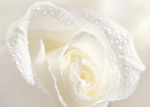Beautiful white rose in dew drops close-up macro soft focus spring outdoor on a soft blurred white background. Floral background desktop wallpaper a postcard. Romantic soft gentle artistic image.