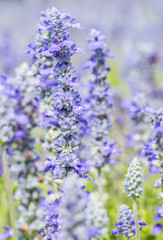 Obraz premium Blue Salvia flower, Salvia farinacea Benth-Mealy Cap Sage.