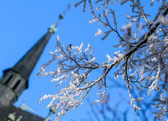 Winter day,a snow-covered tree branches against the blue sky.