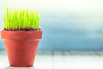Ceramic pot with fresh spring grass