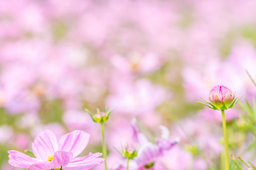 Abstract blurred of pink cosmos flower field.