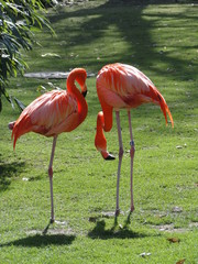 Flamingos