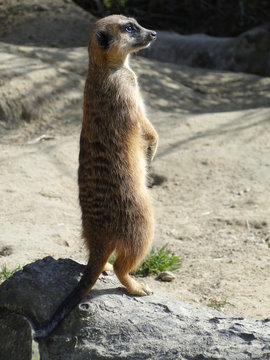 Erdm&auml;nnchen