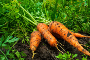 fresh ripe harvested carrots on the ground in the garden