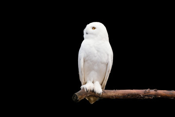 Schneeeule auf dem Ast (Bubo scandiacus)