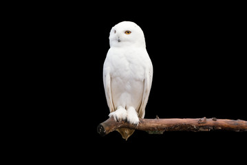Schneeeule auf dem Ast (Bubo scandiacus)
