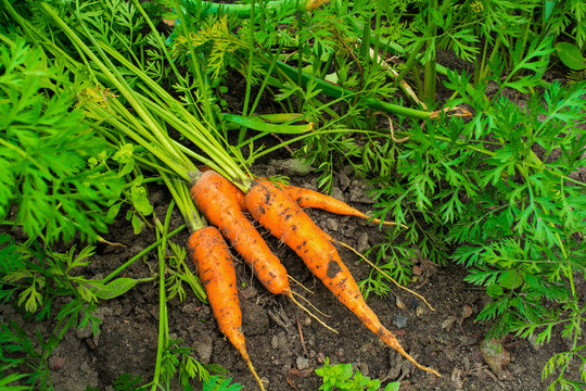 fresh harvested carrots on the ground in the garden