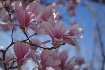 Obraz premium Pink spring flowers