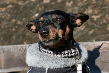 Pinscher mix sitting on a wooden bench in the alps
