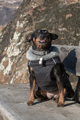 Pinscher mix sitting on a wooden bench in the alps