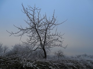 Apfelbaum mit Raureif im Winter
