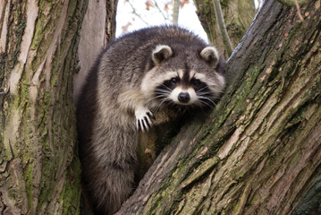 Waschbär auf dem Baum