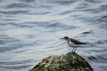 Spotted Sandpiper Juvenile