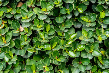 Green leaves wall