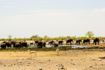 Herd of Elephants at the waterhole