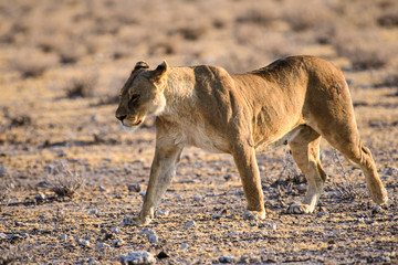 Lioness at close quarters
