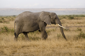 Naklejka na ściany i meble Eléphant d’Afrique, Loxodonta africana, parc national de Tarangire, Tanzanie