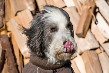 Bearded Collie licking nose on a windy day in front of a wood stack