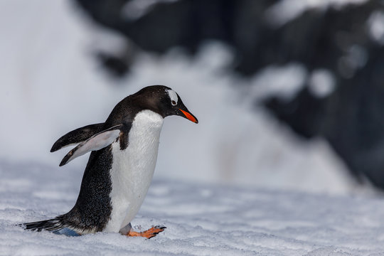 Pinguin in der Antarktis