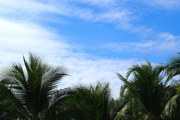 Coconut tree with clear blue sky in winter