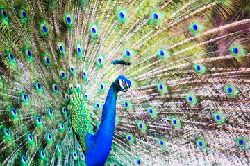 Obraz premium Portrait of Peacock with Feathers Out