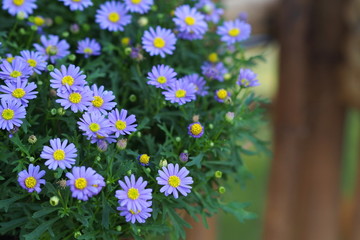 Blue-purple and yellow flowers of Aster novi-belgii blossom in garden