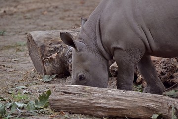 Obraz premium Nashorn Baby