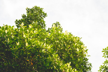 Fototapeta na wymiar Fresh light green tree leave isolated on white background
