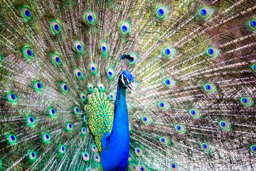 Naklejka premium Portrait of Peacock with Feathers Out
