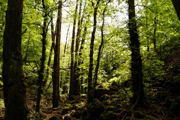 Obraz premium Forest at spring