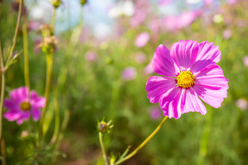 pink cosmos in the garden