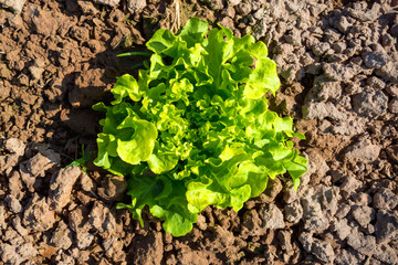 Lettuce in garden