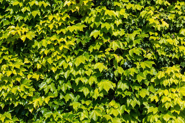 Green Ivy wall background