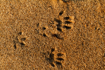 Animal foot print
