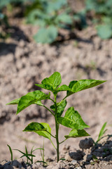 Thai paprika sapling, Thai pepper sapling in garden