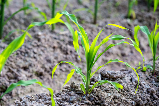 Corn Seedlings In The Garden